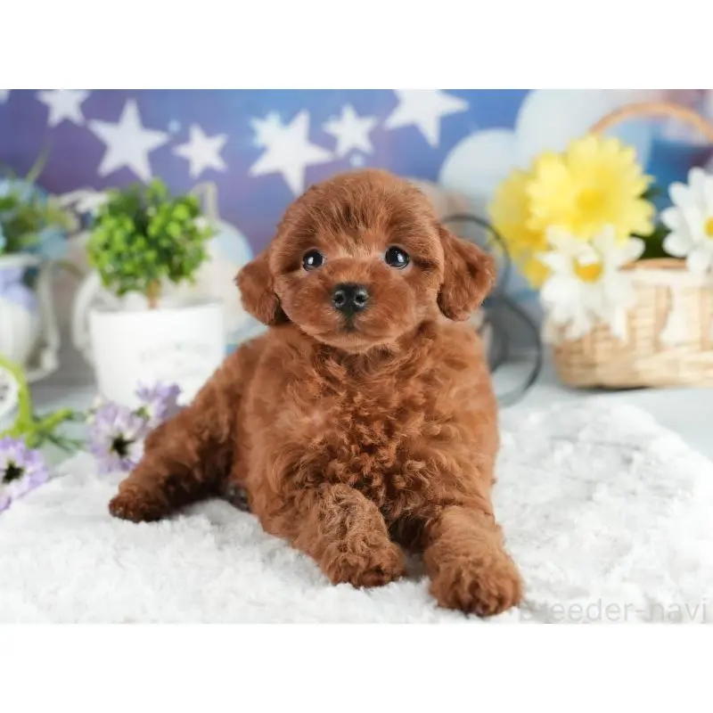 販売中の茨城県のトイプードル-454048の6枚目