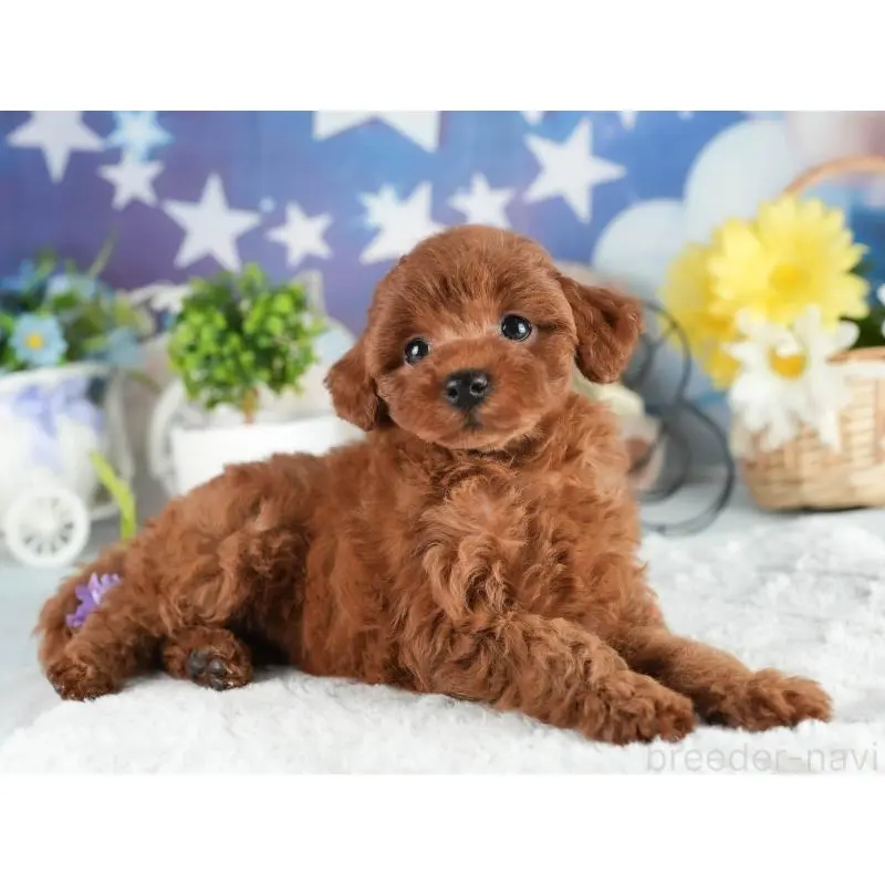 販売中の茨城県のトイプードル-454048の4枚目