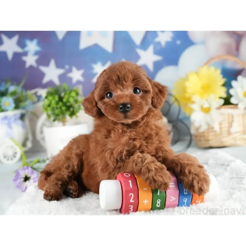 販売中の茨城県のトイプードル-454048の3枚目