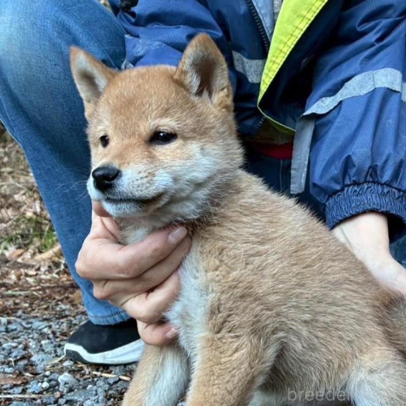 販売中の静岡県の豆柴-454046