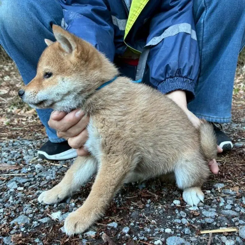 販売中の静岡県の豆柴-454046の7枚目