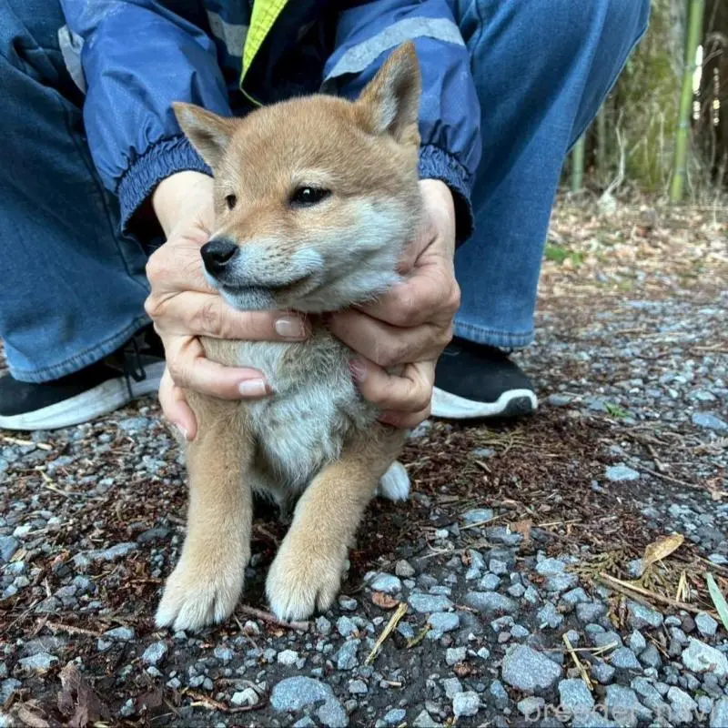 販売中の静岡県の豆柴-454046の6枚目