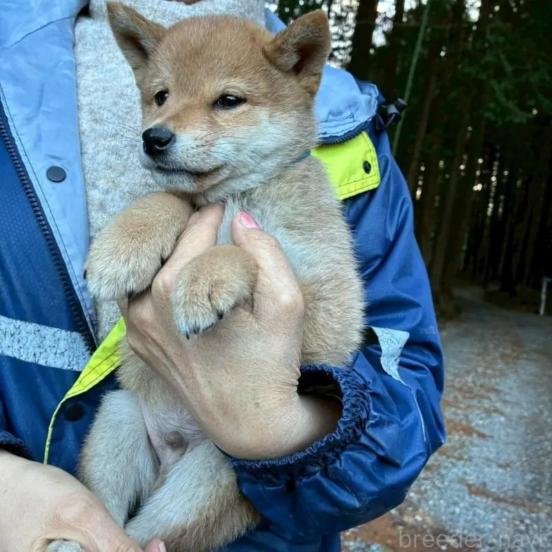 販売中の静岡県の豆柴-454046の5枚目
