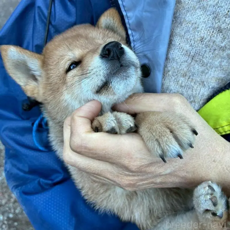 販売中の静岡県の豆柴-454046の4枚目