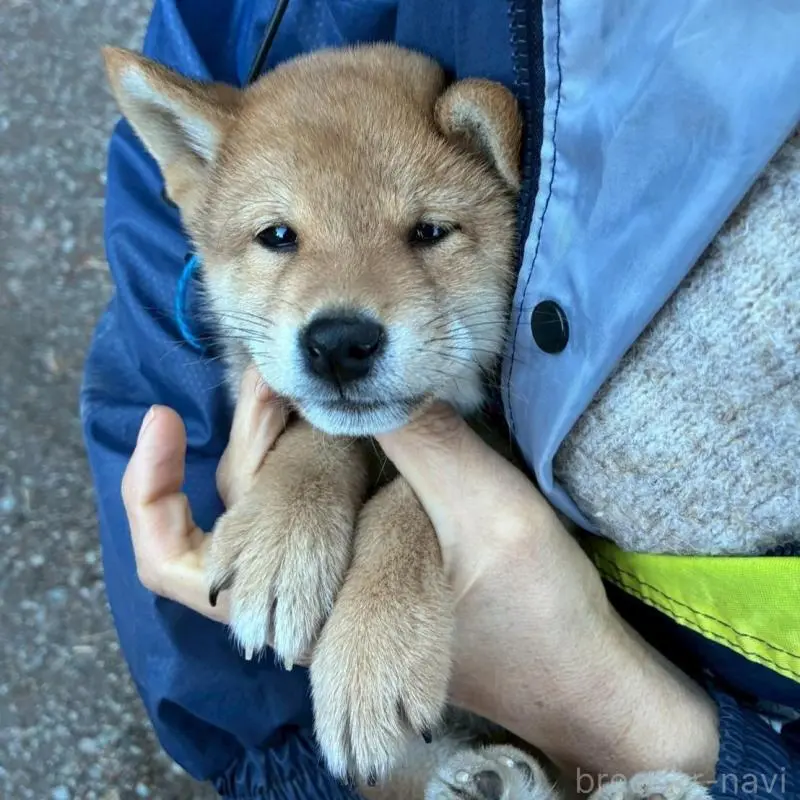 販売中の静岡県の豆柴-454046の3枚目