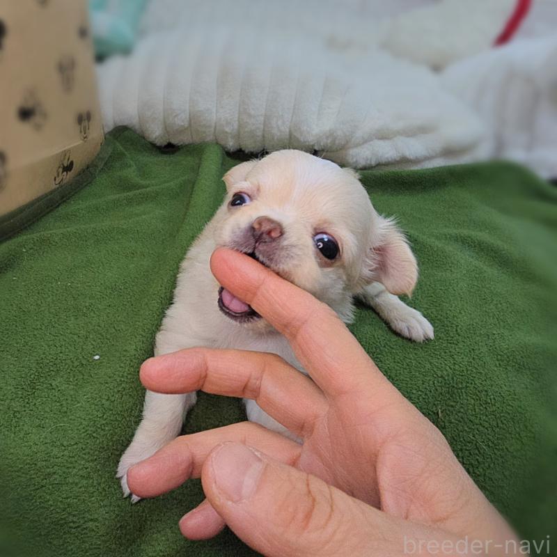 販売中の東京都のチワワ(ロングコート)-454052の6枚目