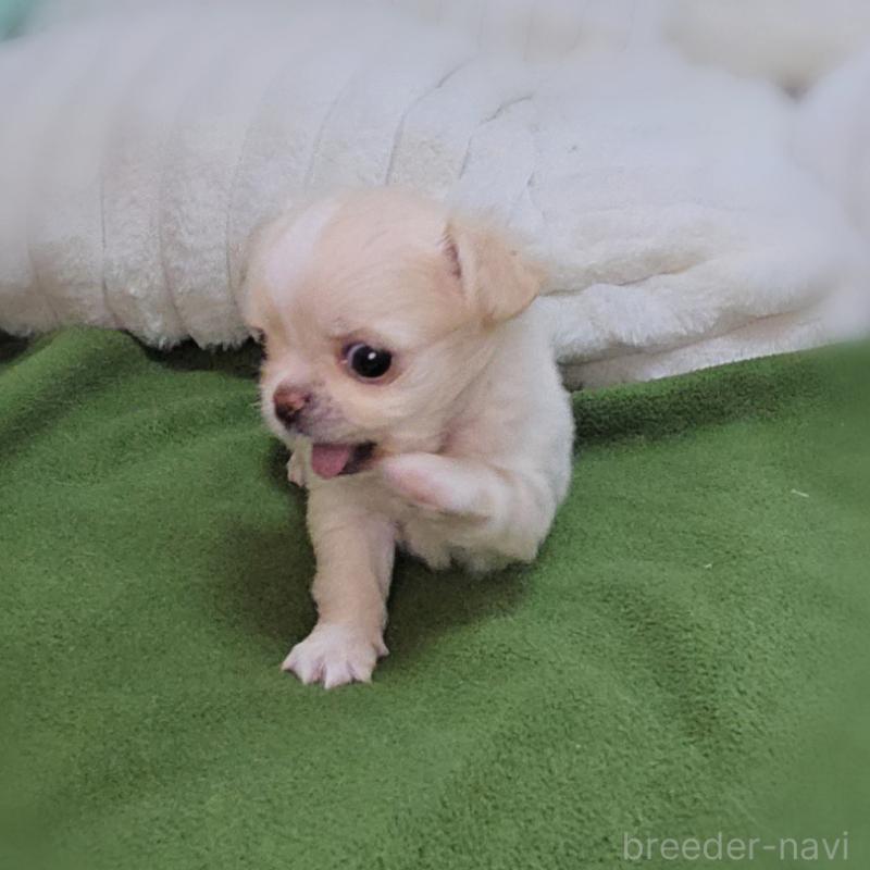 販売中の東京都のチワワ(ロングコート)-454052の5枚目