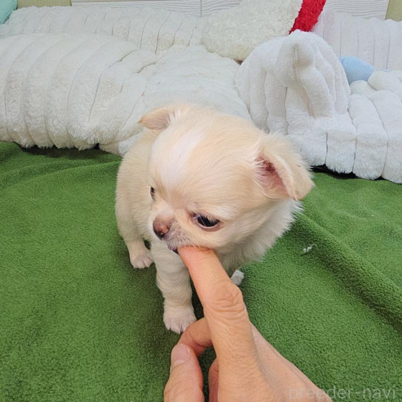 販売中の東京都のチワワ(ロングコート)-454052の4枚目