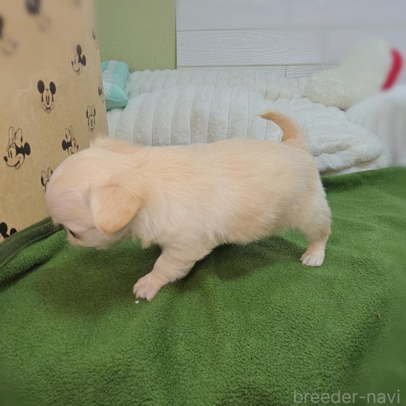 販売中の東京都のチワワ(ロングコート)-454052の3枚目