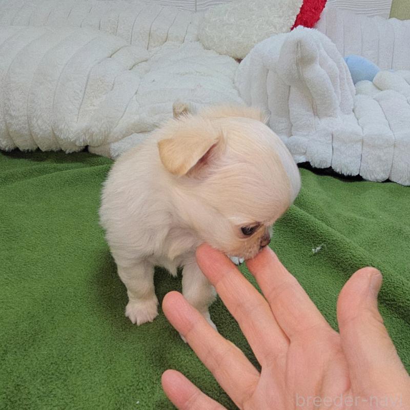 販売中の東京都のチワワ(ロングコート)-454052の2枚目