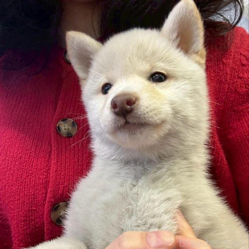 販売中の静岡県の豆柴-454049