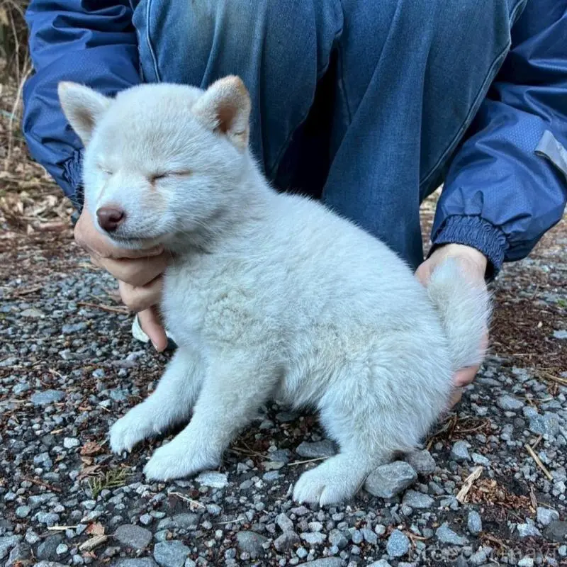 販売中の静岡県の豆柴-454049の6枚目