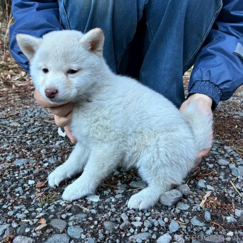 販売中の静岡県の豆柴-454049の5枚目