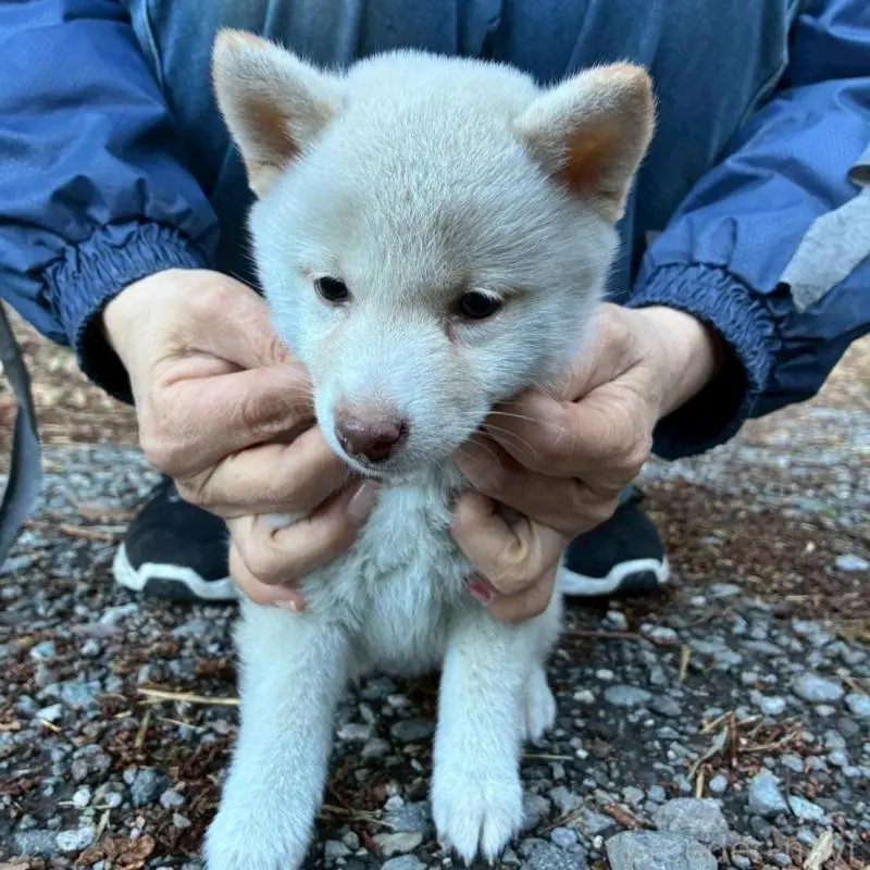 販売中の静岡県の豆柴-454049の4枚目