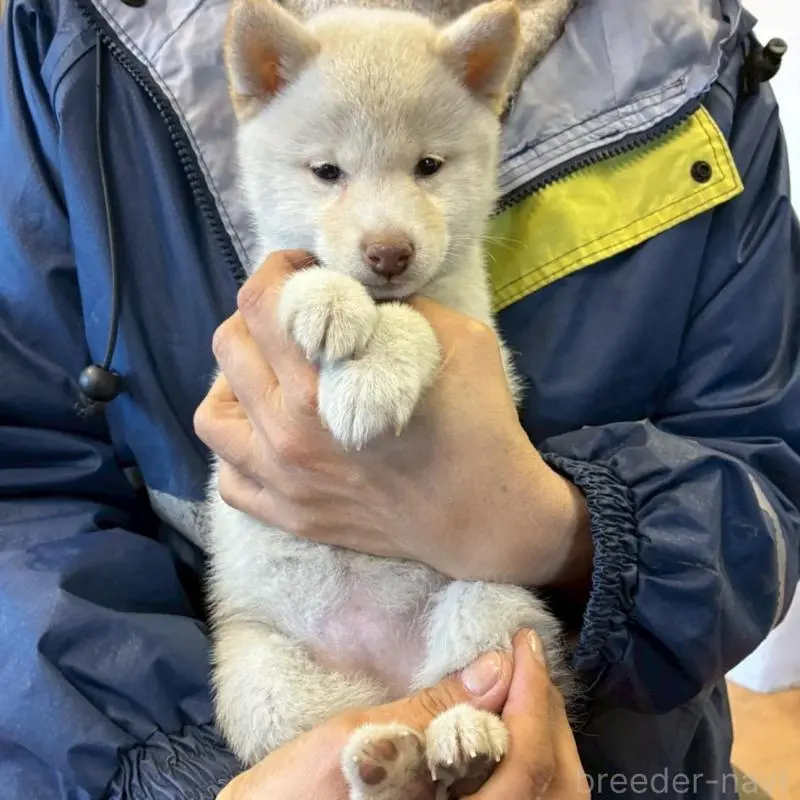 販売中の静岡県の豆柴-454049の3枚目