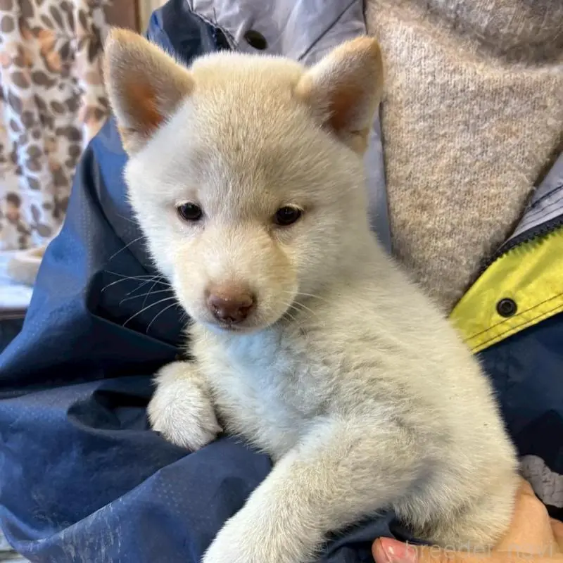 販売中の静岡県の豆柴-454049の2枚目