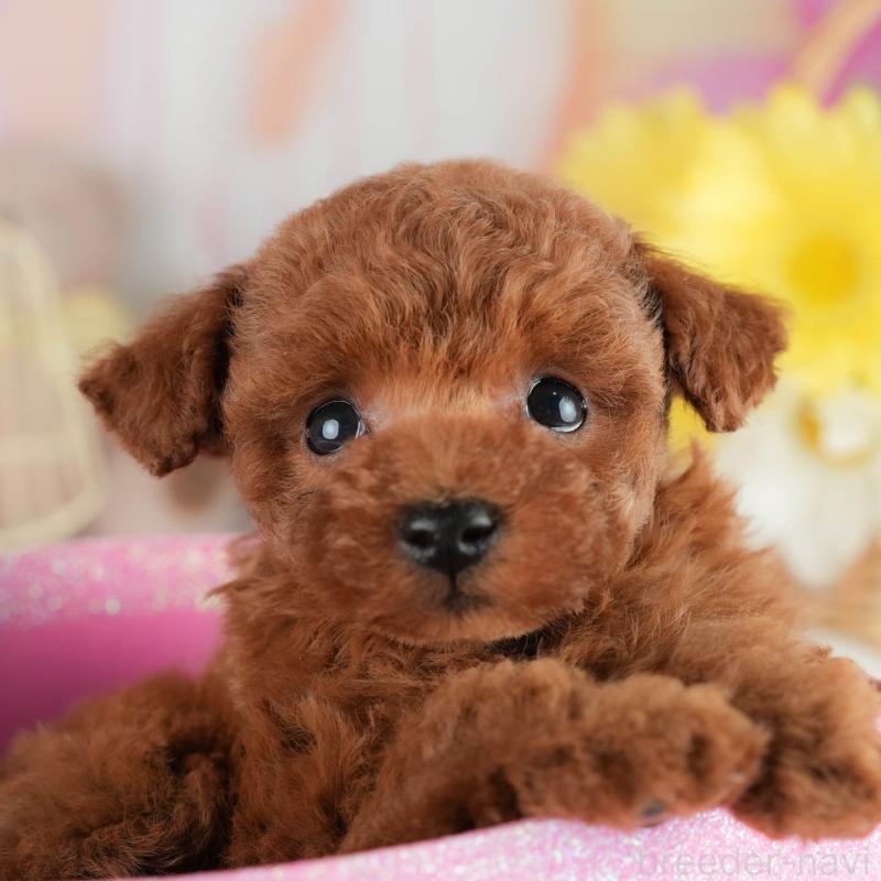 販売中の茨城県のタイニープードル-454051