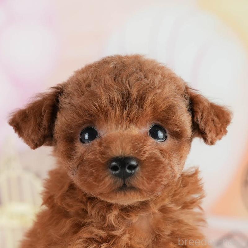 販売中の茨城県のタイニープードル-454051の8枚目