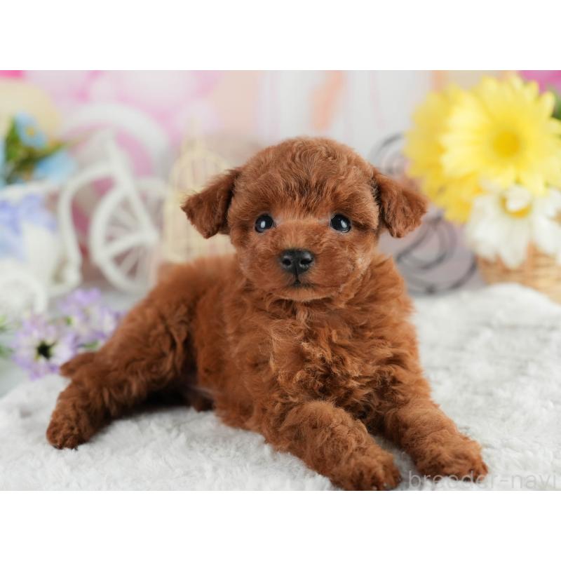 販売中の茨城県のタイニープードル-454051の7枚目