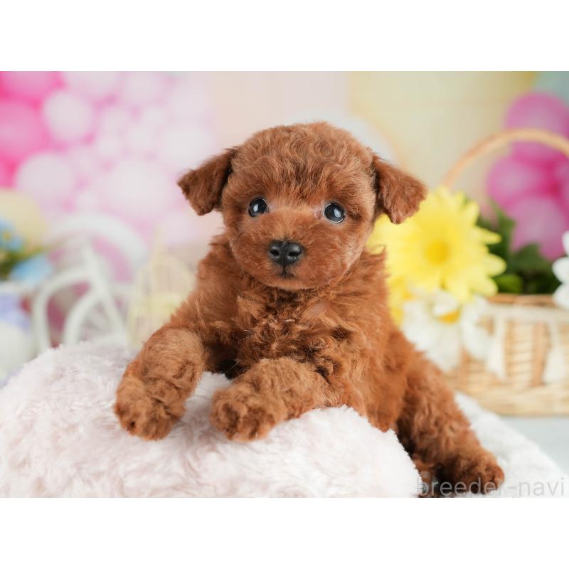 販売中の茨城県のタイニープードル-454051の6枚目