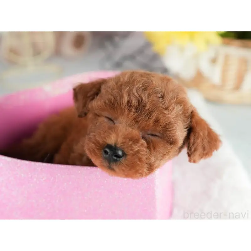 販売中の茨城県のタイニープードル-454051の5枚目