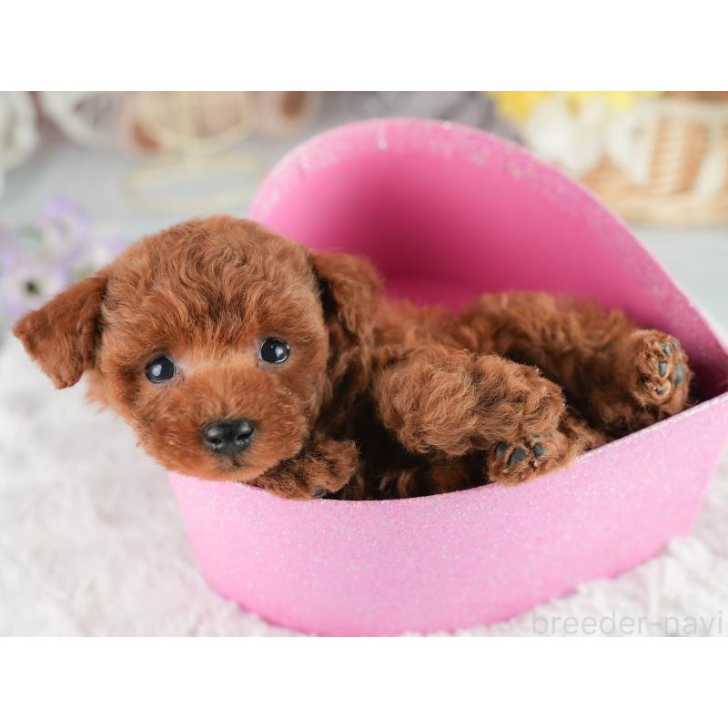 販売中の茨城県のタイニープードル-454051の4枚目