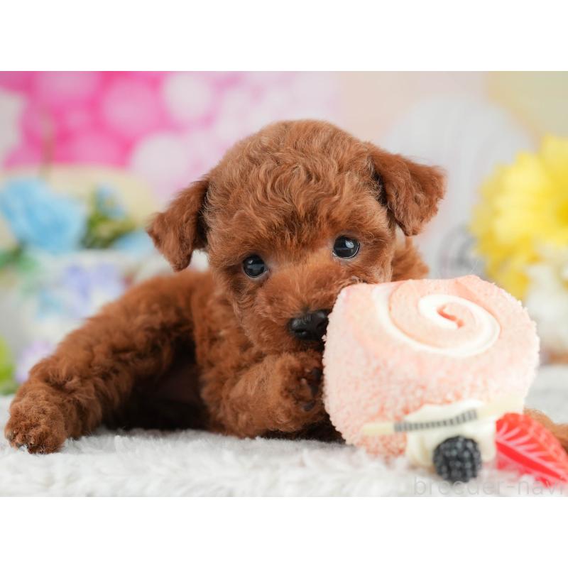 販売中の茨城県のタイニープードル-454051の3枚目