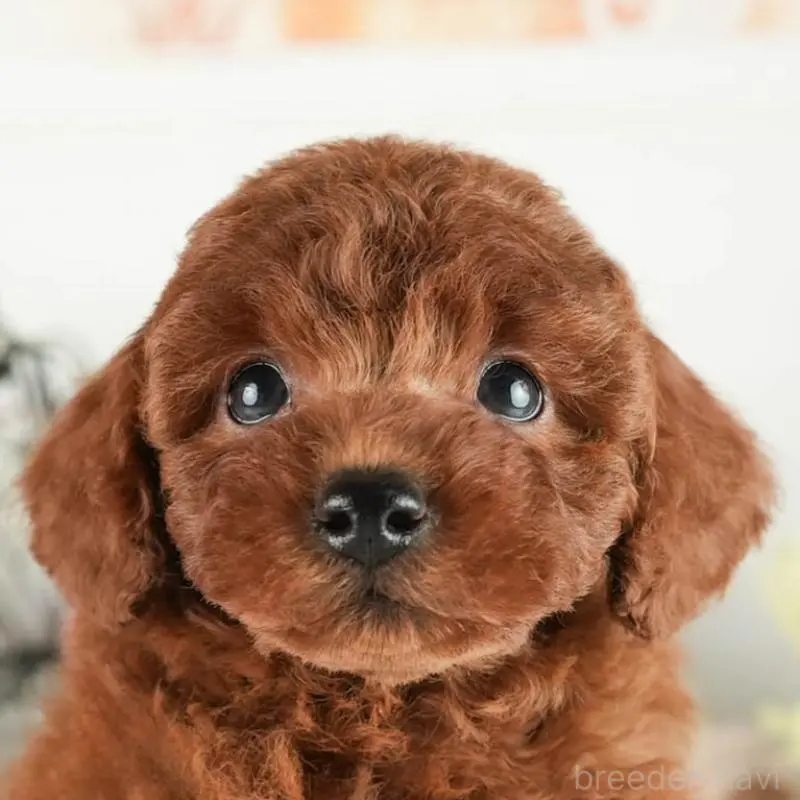 販売中の茨城県のトイプードル-454053の8枚目