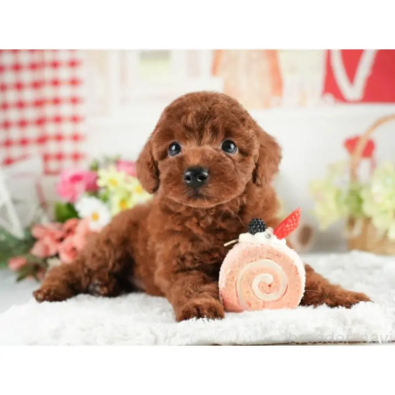 販売中の茨城県のトイプードル-454053の6枚目