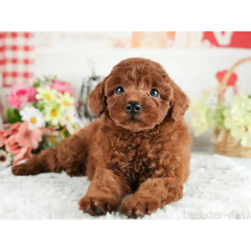 販売中の茨城県のトイプードル-454053の5枚目