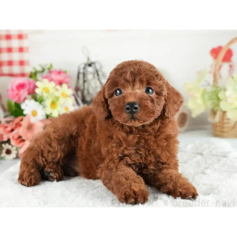 販売中の茨城県のトイプードル-454053の4枚目