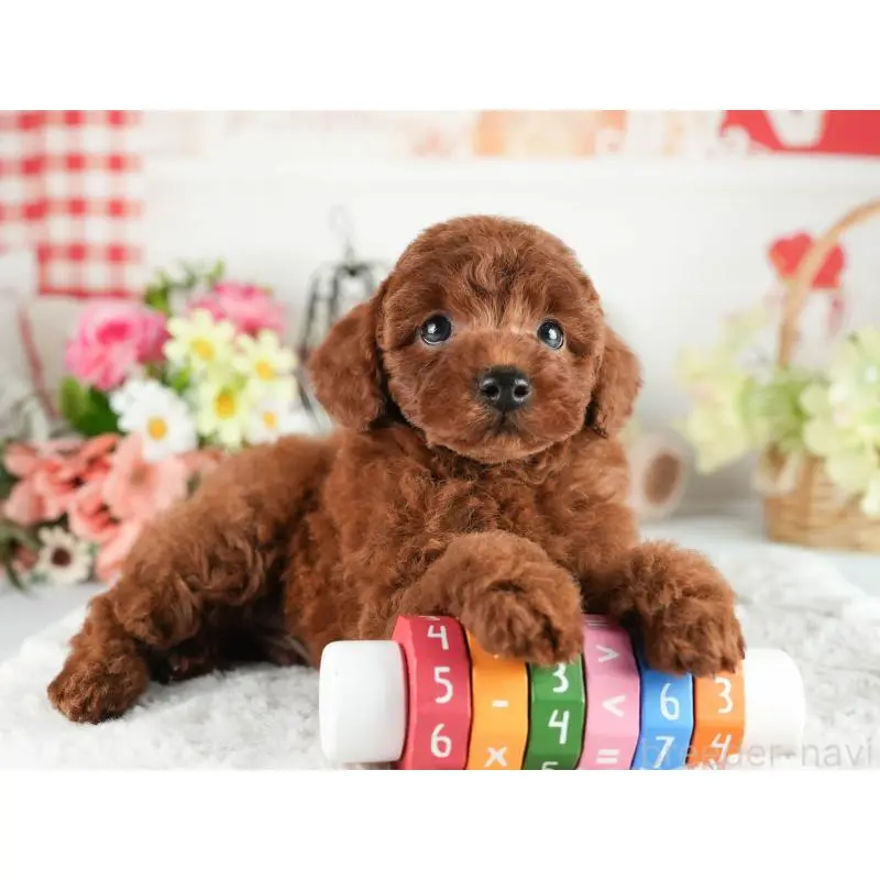 販売中の茨城県のトイプードル-454053の3枚目