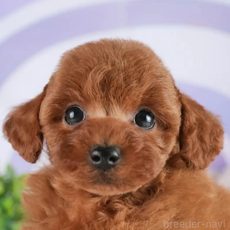 販売中の茨城県のトイプードル-454056の8枚目