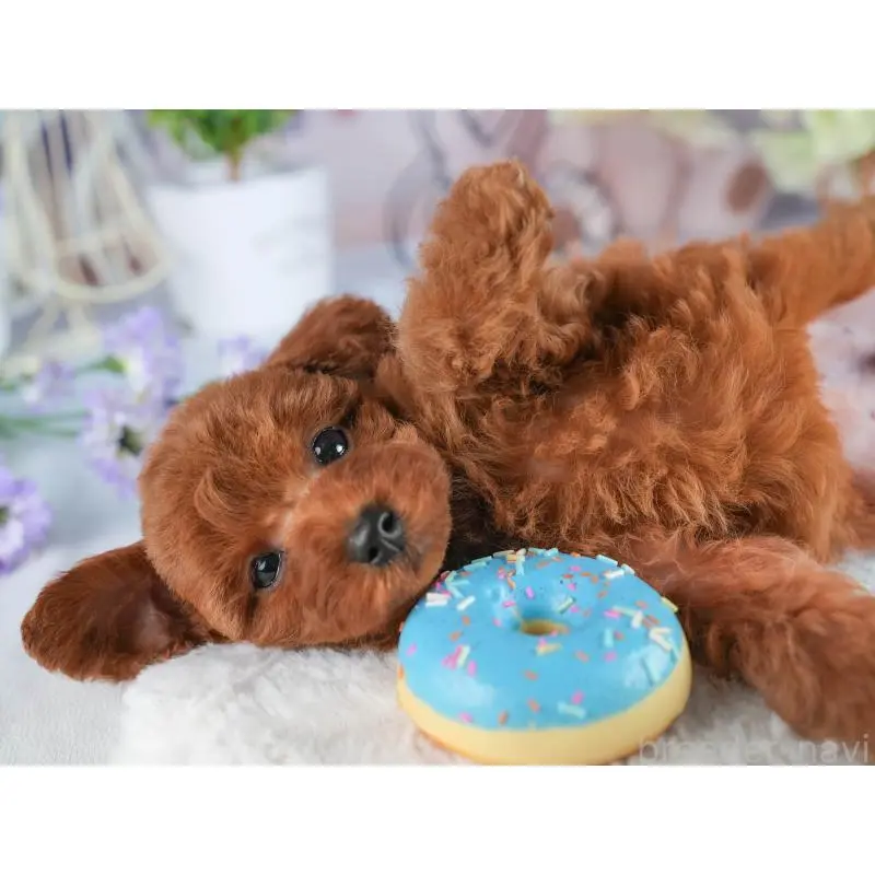 販売中の茨城県のトイプードル-454056の7枚目