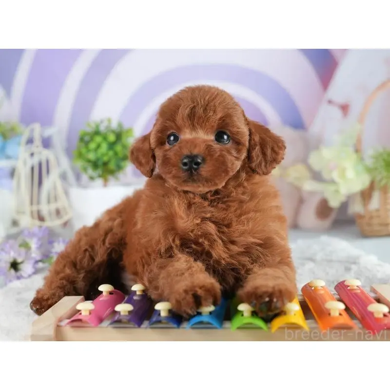 販売中の茨城県のトイプードル-454056の6枚目