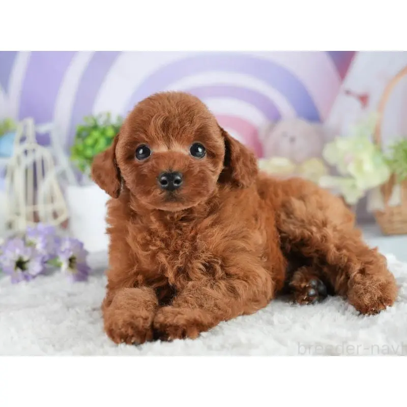 販売中の茨城県のトイプードル-454056の5枚目