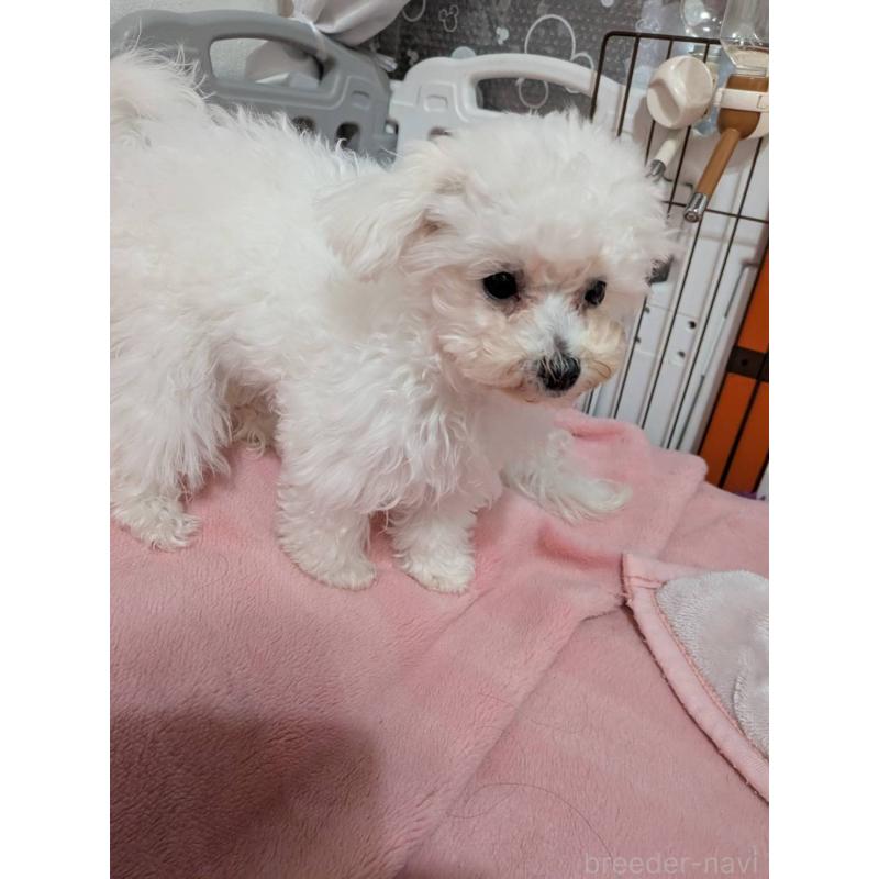 販売中の兵庫県のビションプー:ビションフリーゼ×トイプードル-454055の4枚目