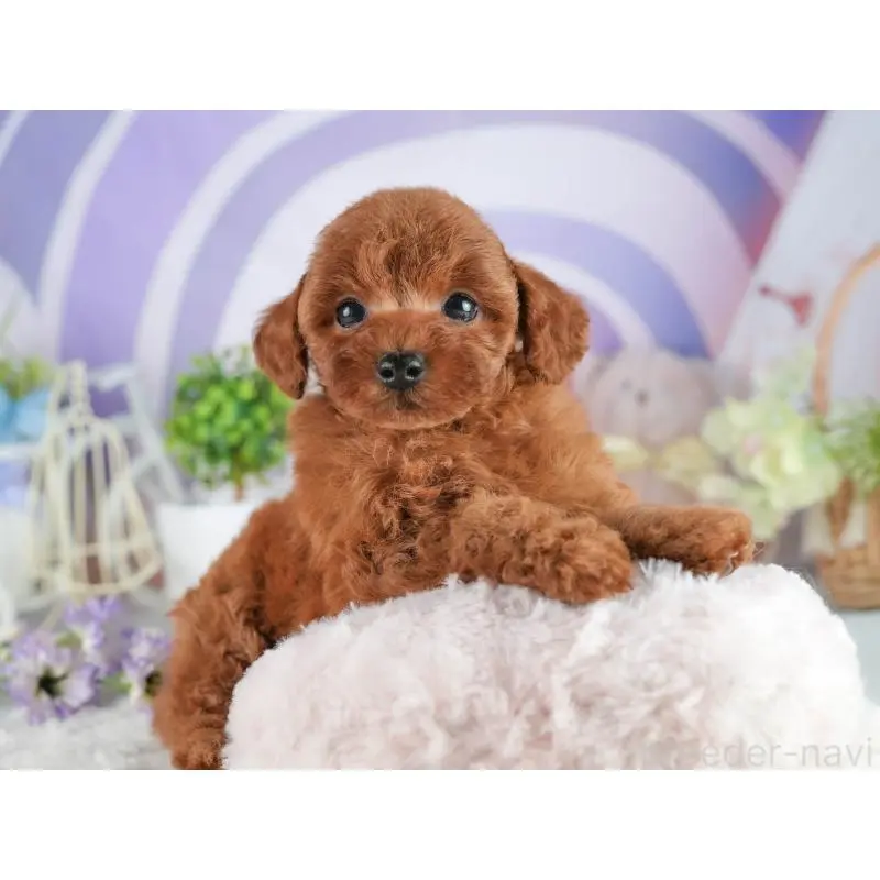 販売中の茨城県のトイプードル-454056の4枚目