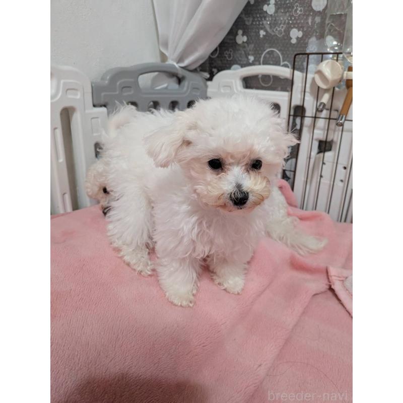 販売中の兵庫県のビションプー:ビションフリーゼ×トイプードル-454055の2枚目