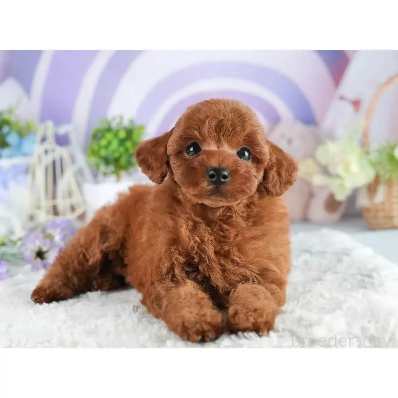 販売中の茨城県のトイプードル-454056の3枚目