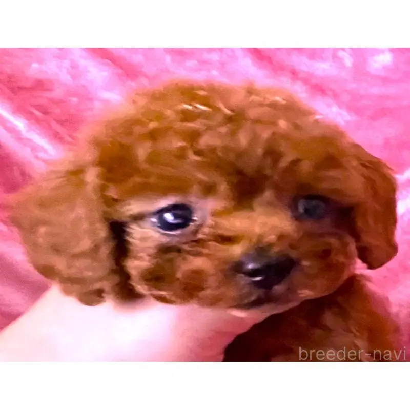 販売中の大阪府のティーカッププードル-454058の5枚目
