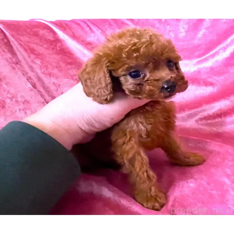 販売中の大阪府のティーカッププードル-454058の4枚目