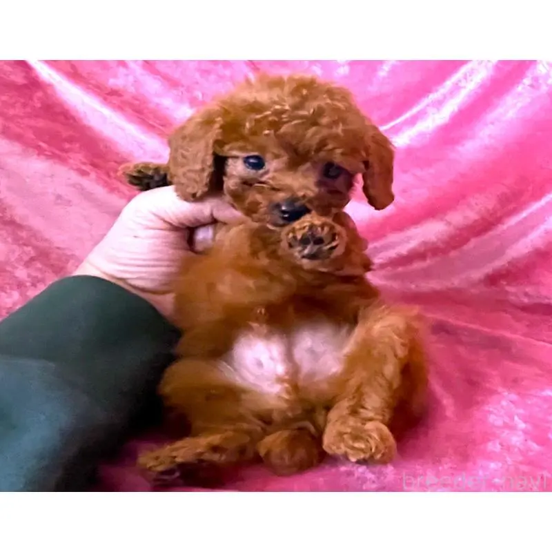 販売中の大阪府のティーカッププードル-454058の2枚目