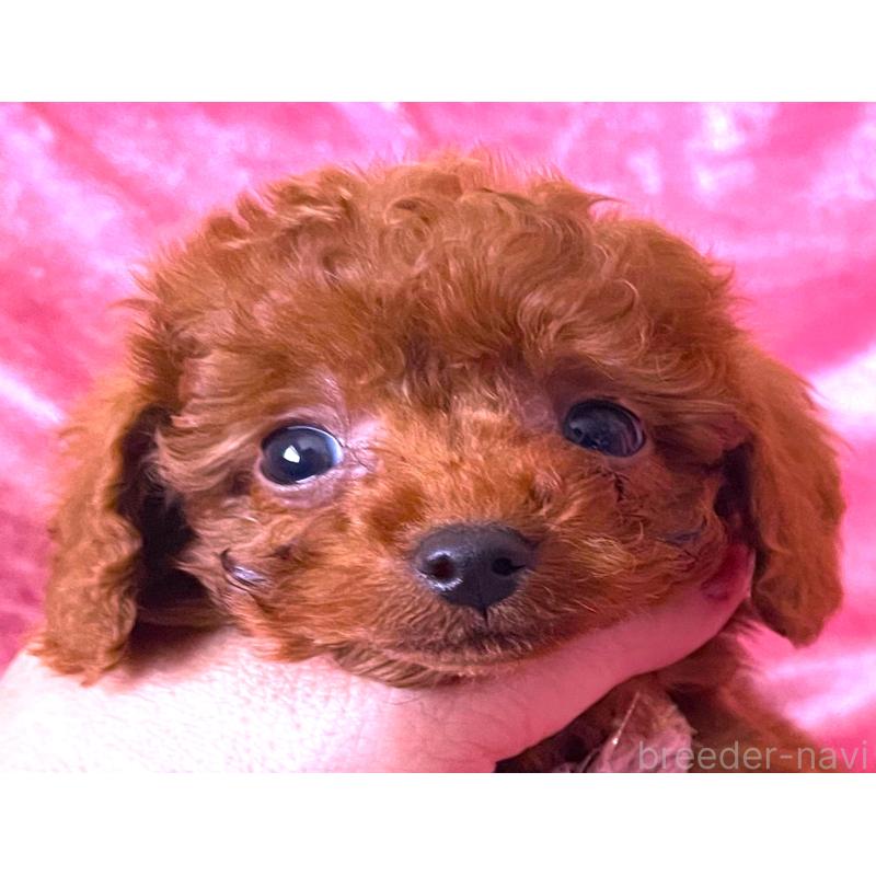 販売中の大阪府のティーカッププードル-454060の5枚目