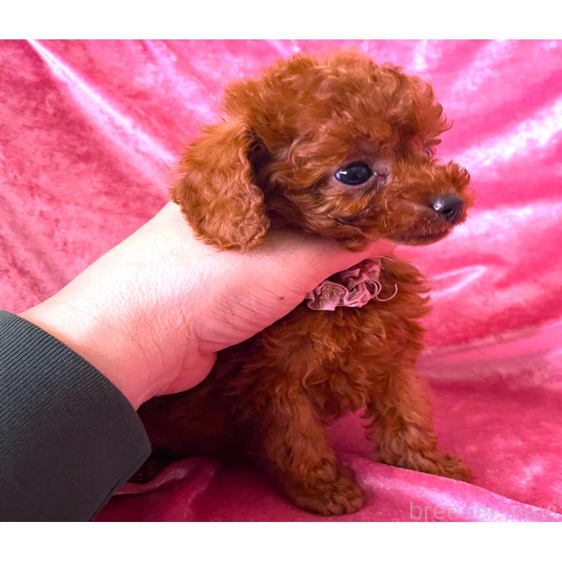 販売中の大阪府のティーカッププードル-454060の4枚目