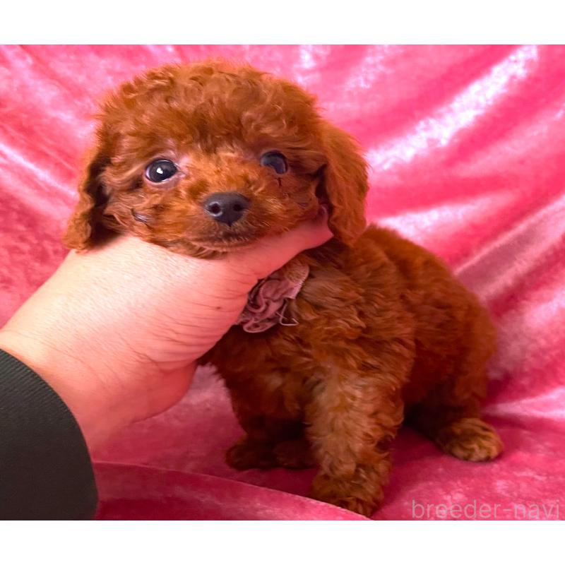 販売中の大阪府のティーカッププードル-454060の3枚目