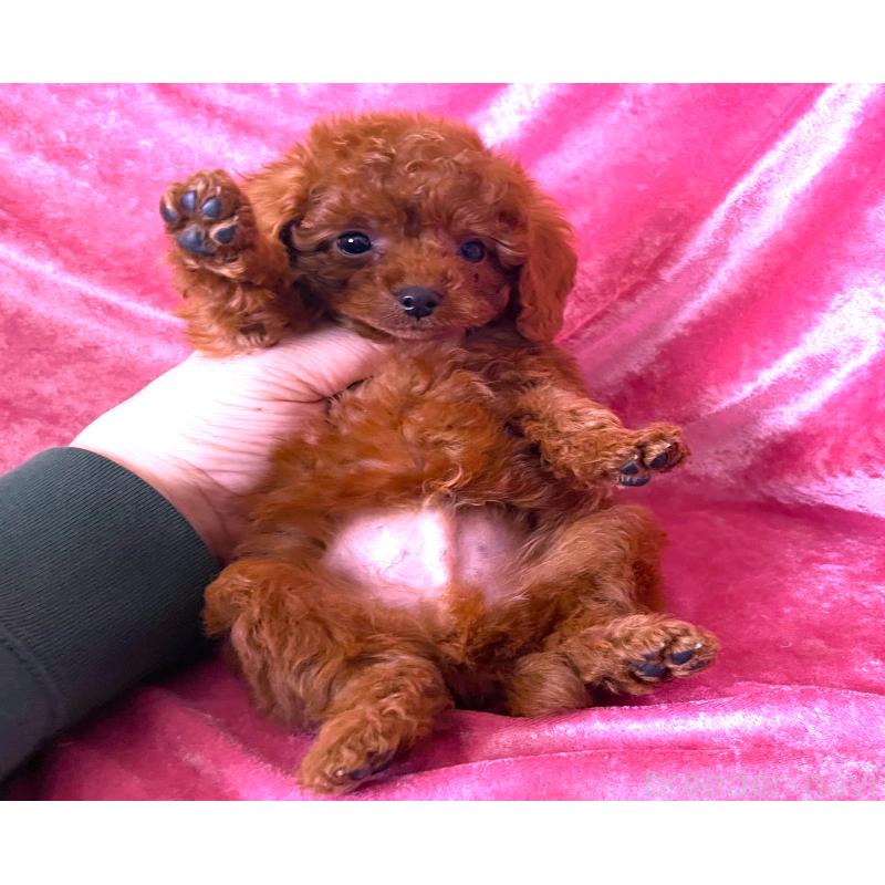 販売中の大阪府のティーカッププードル-454060の2枚目