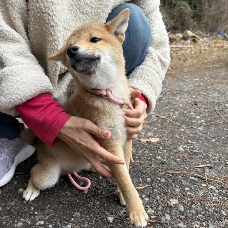 販売中の静岡県の柴犬-454059の10枚目