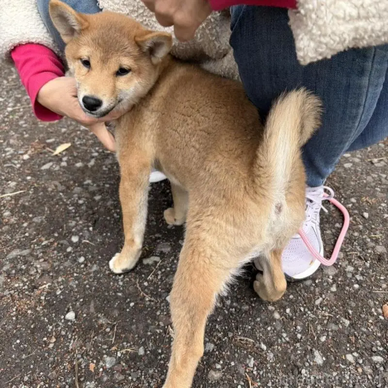 販売中の静岡県の柴犬-454059の9枚目