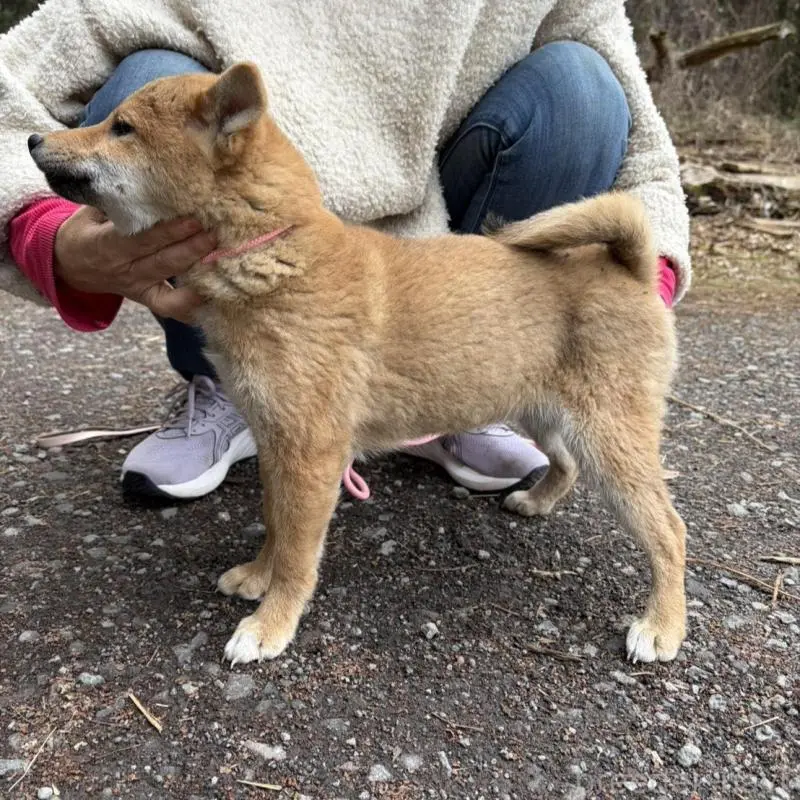 販売中の静岡県の柴犬-454059の8枚目